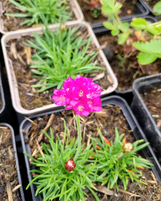 Armeria maritima 'Splendens' Grasnelke Blüte