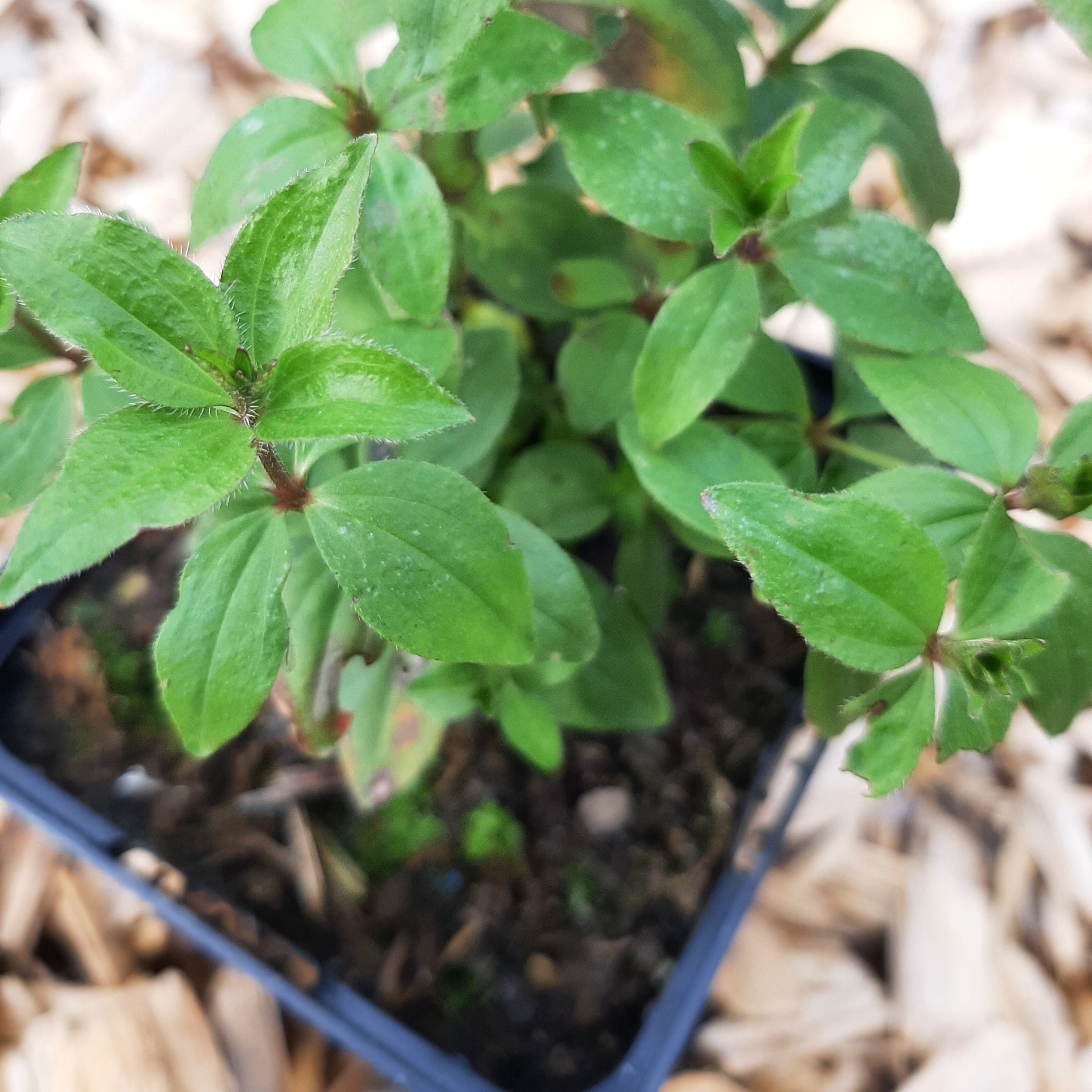 Asperula taurina – Turiner Meier im Topf
