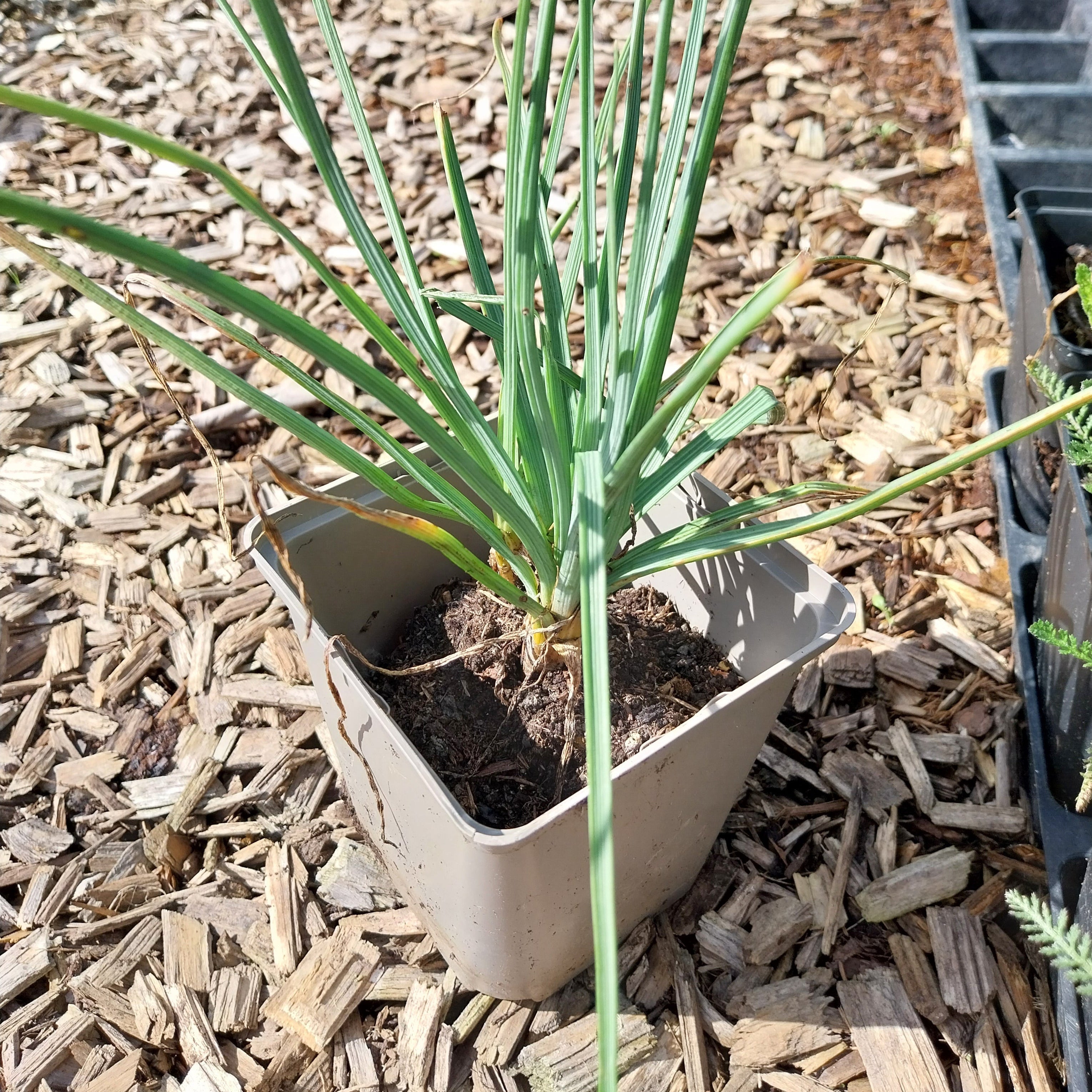 Asphodeline lutea Mediterrane Junkerlilie im Topf