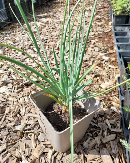 Asphodeline lutea Mediterrane Junkerlilie im Topf