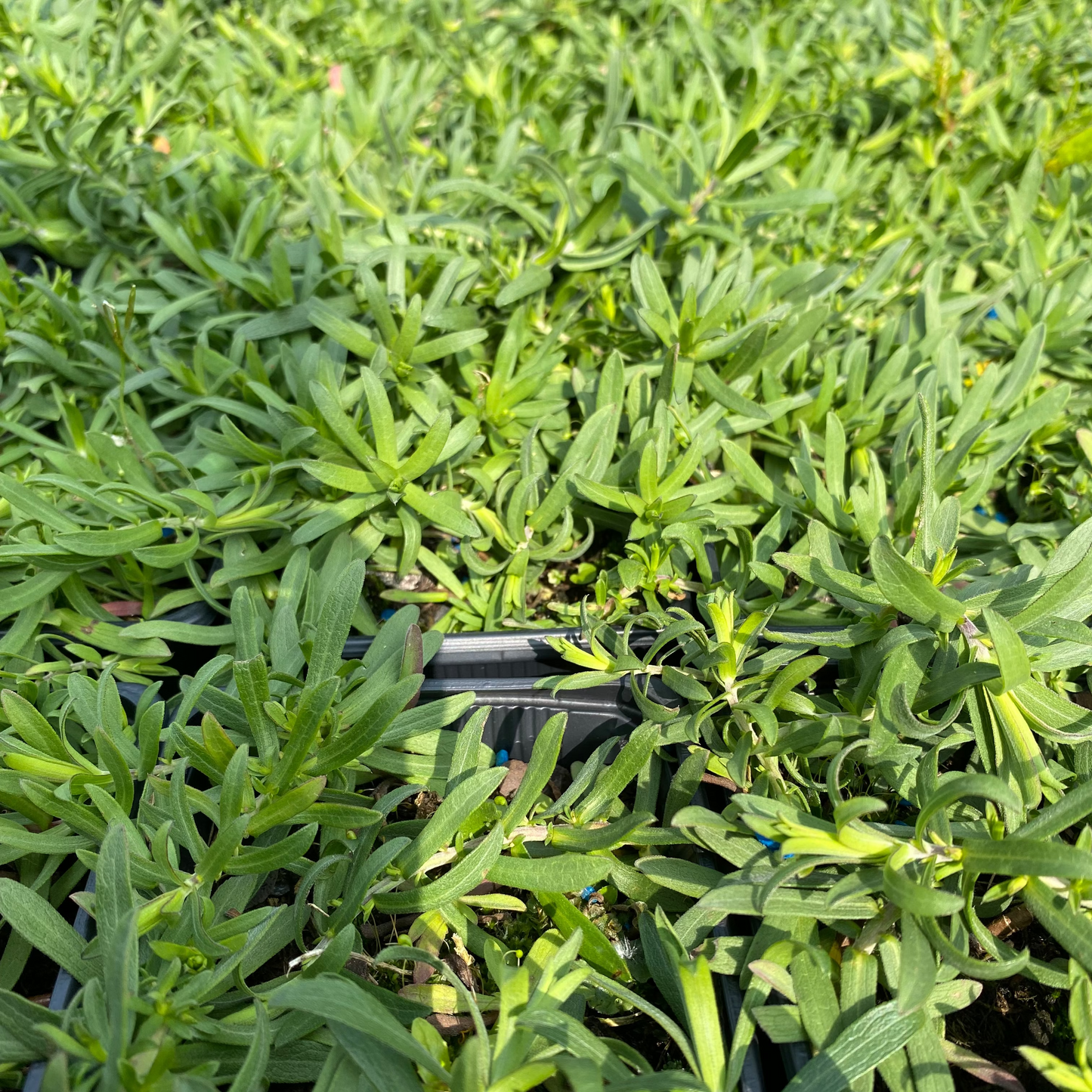 Aster ericoides subsp. pansus 'Snow Flurry' Teppich-Aster