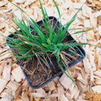 Briza media ‘Limouzi’ – Zittergras im Topf