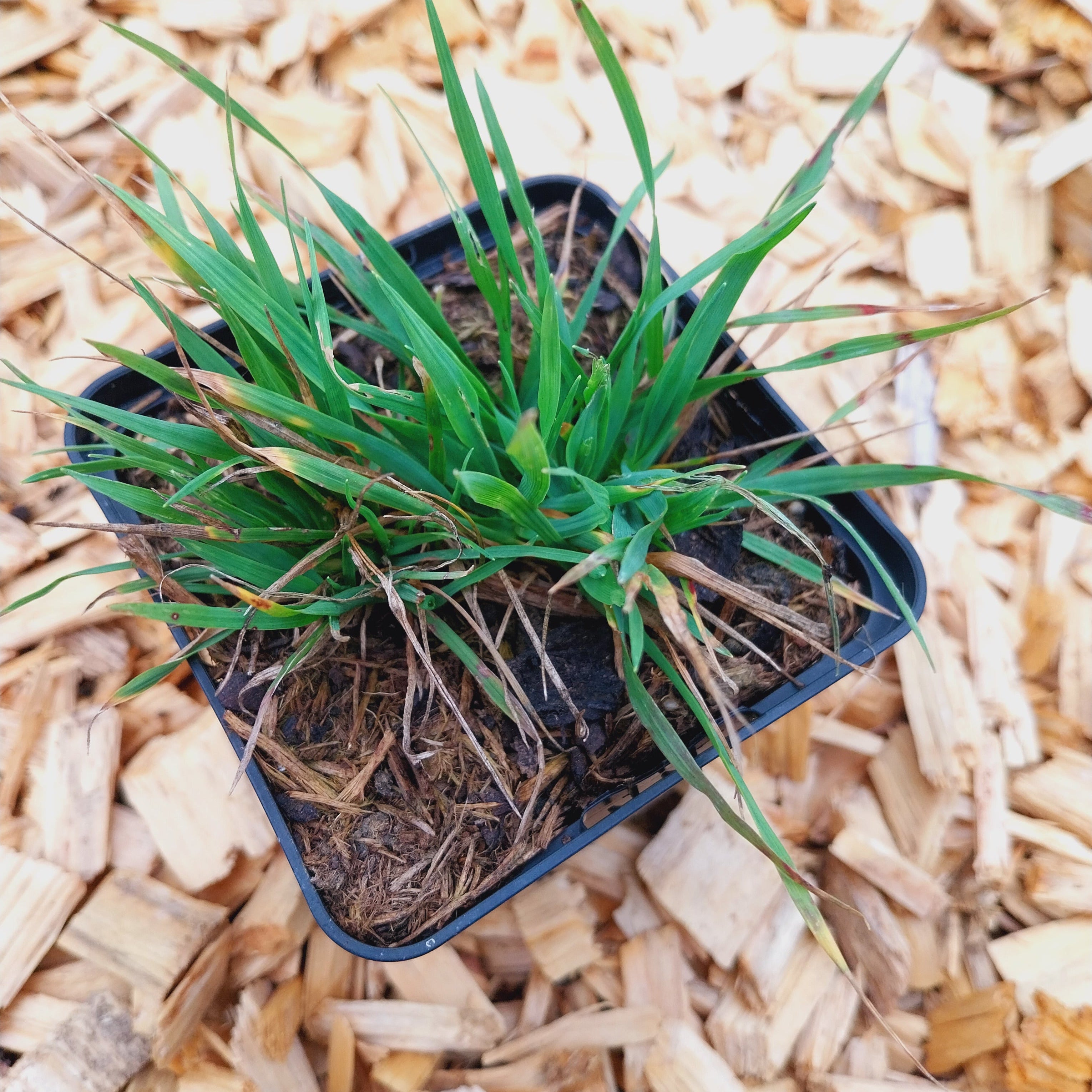 Briza media ‘Limouzi’ – Zittergras im Topf