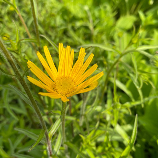 Buphthalmum salicifolium Ochsenauge