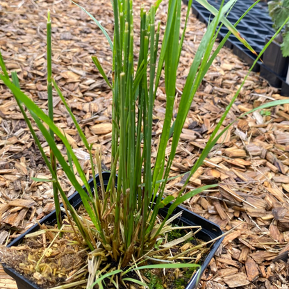 Calamagrostis × acutiflora 'Karl Foerster' Reitgras, Sandrohr