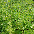 Calamintha nepeta Kleinblütige Bergminze