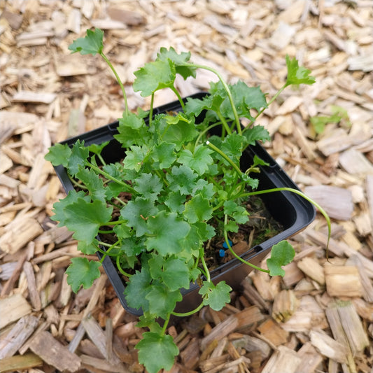 Campanula garganica Sternpolster-Glockenblume