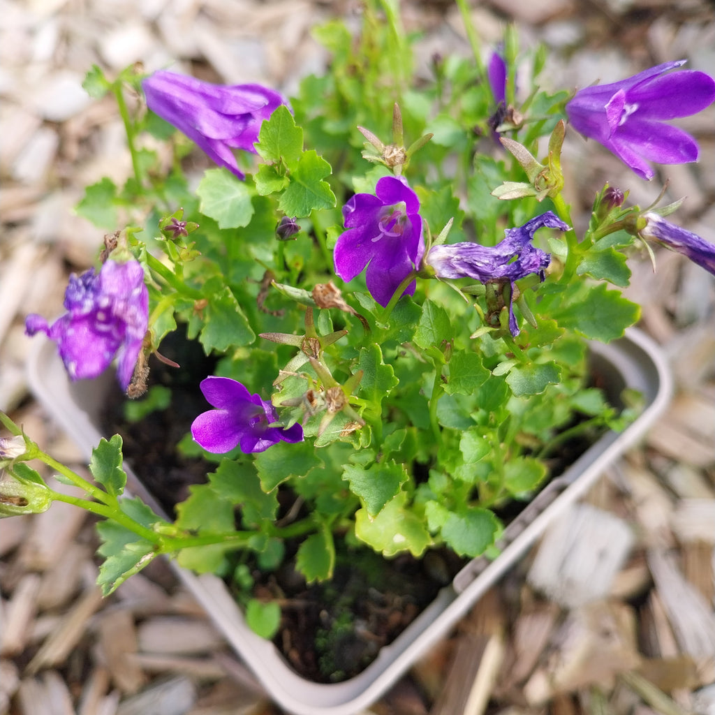 Campanula poscharskyana im Topf