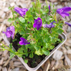Campanula poscharskyana im Topf