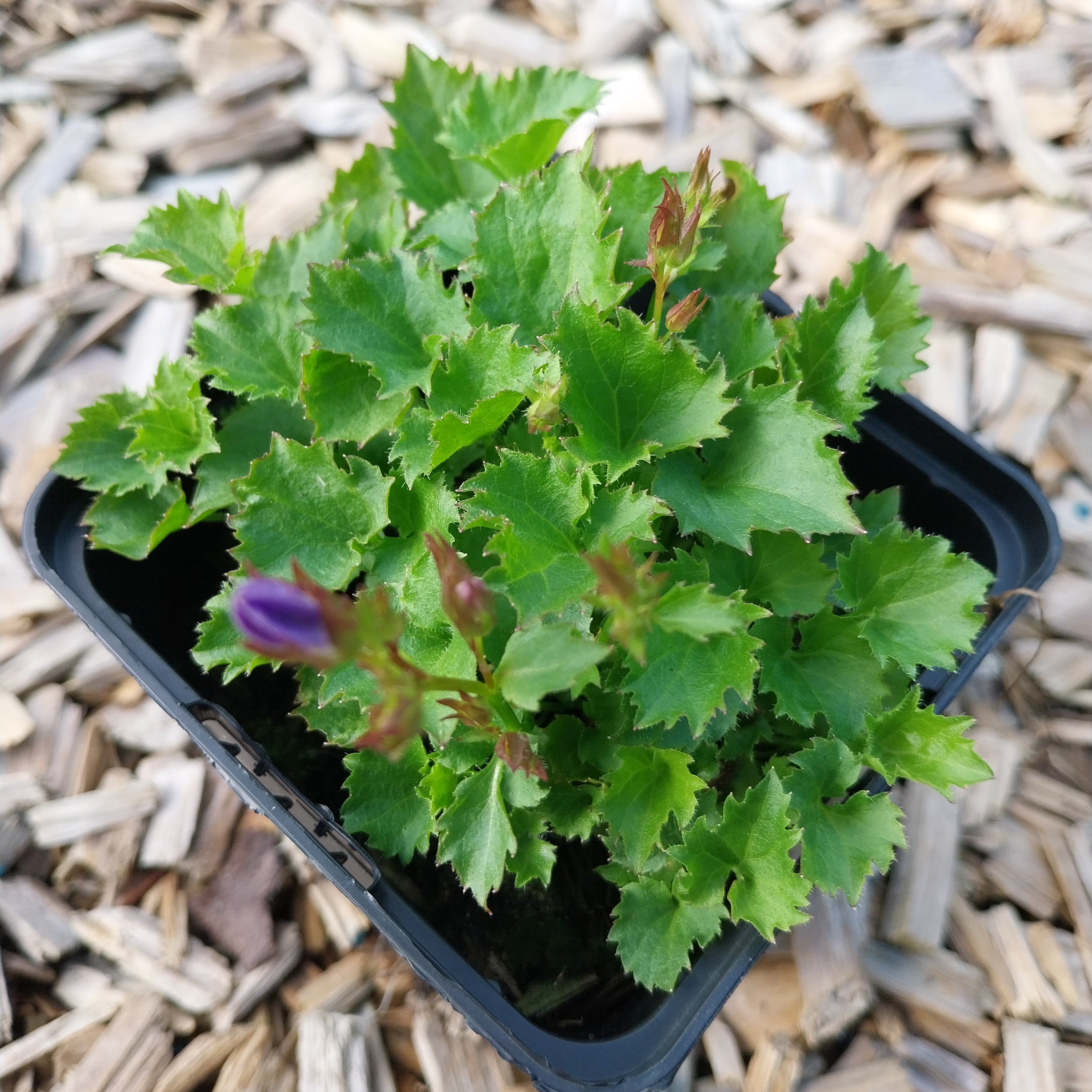 Campanula poscharskyana ‘Frühlingszauber’ – Hängepolster-Glockenblume im Topf