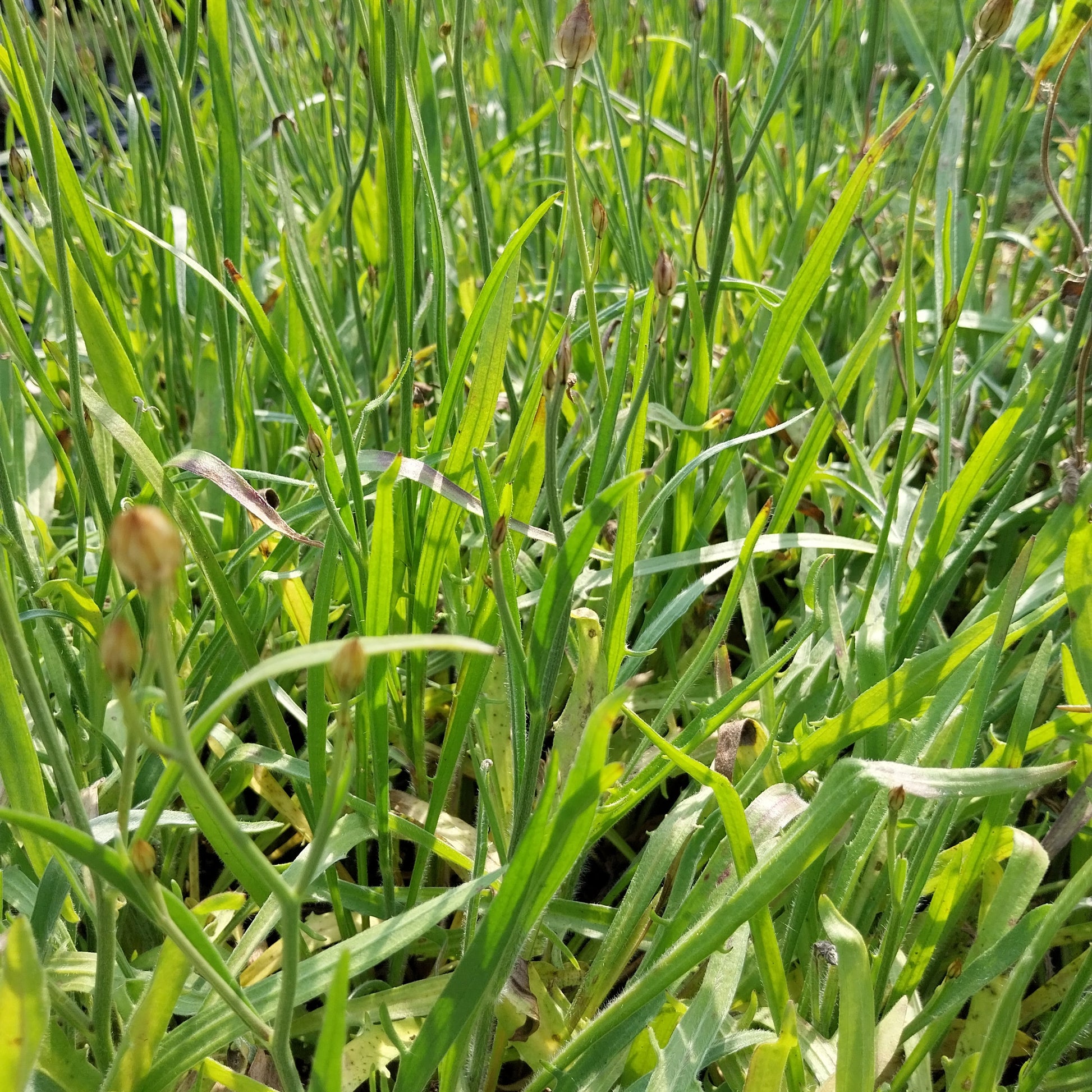 Catananche caerulea 'Alba' Rasselblume