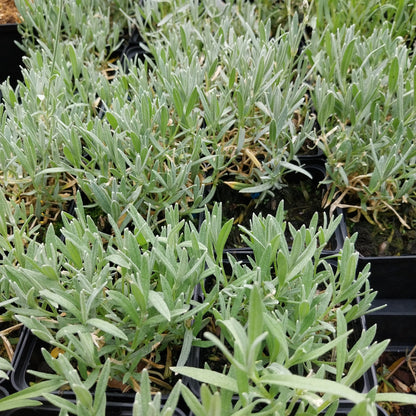 Cerastium tomentosum 'Silberteppich' Hornkraut