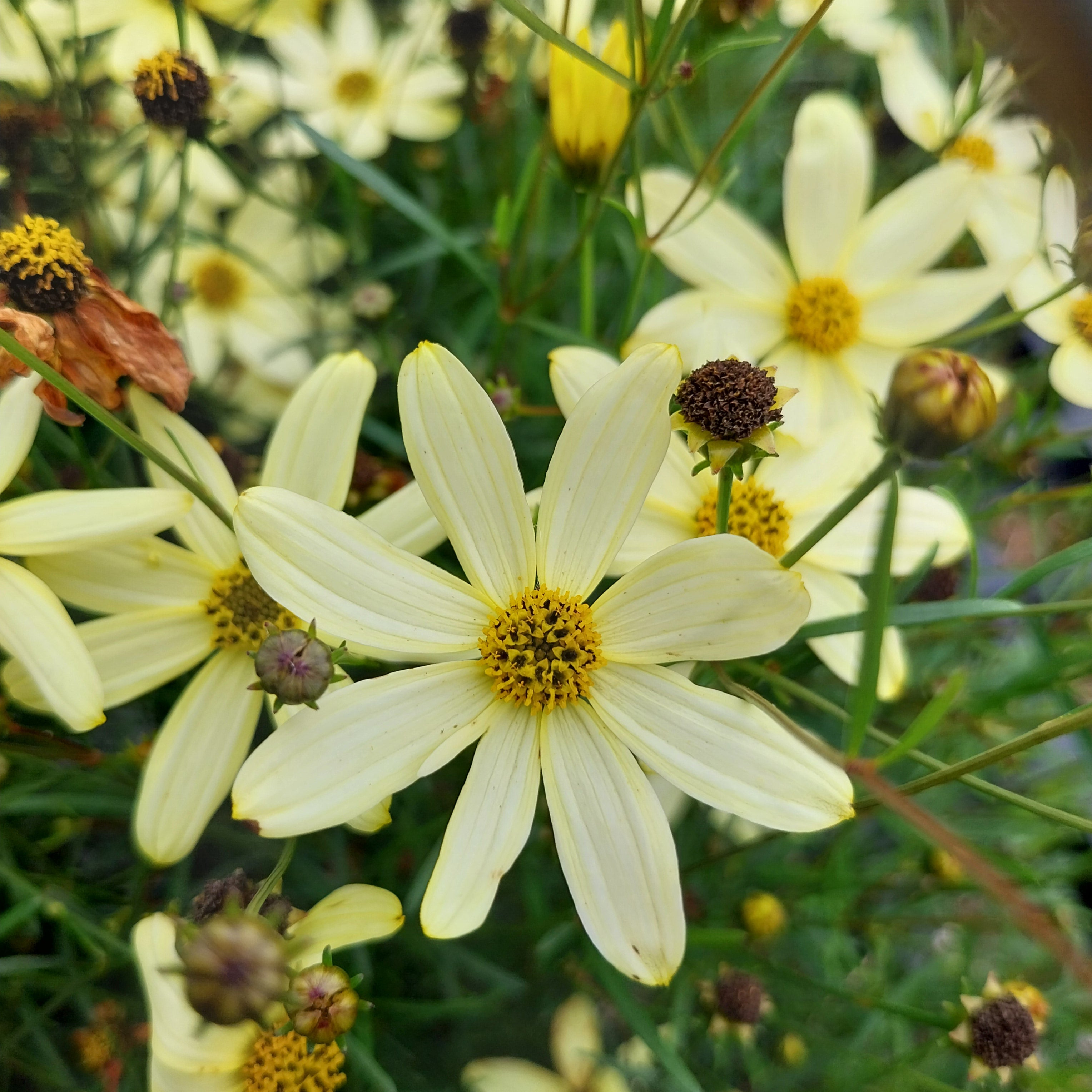 Coreopsis verticillata 'Moonbeam' Quirlblättriges Mädchenauge