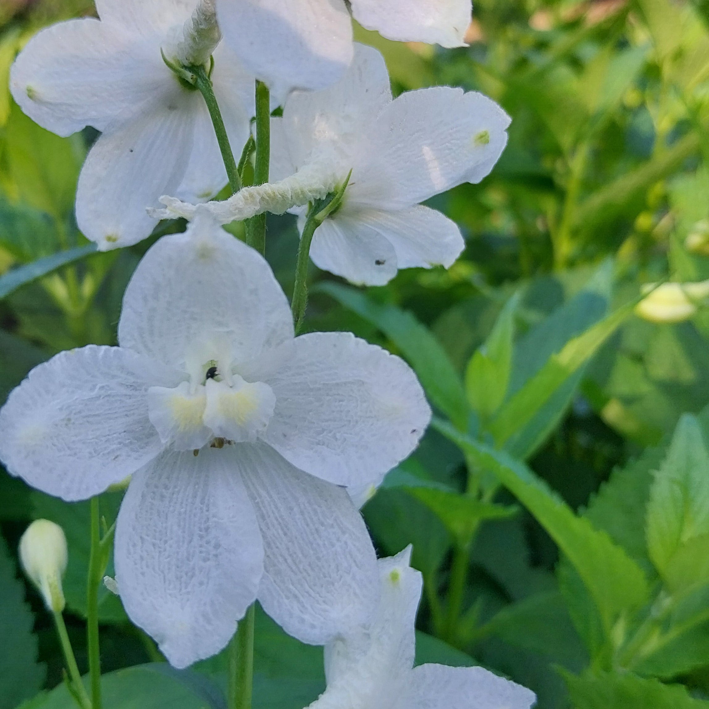 Delphinium × belladonna ‘Casa Blanca’ Blüte
