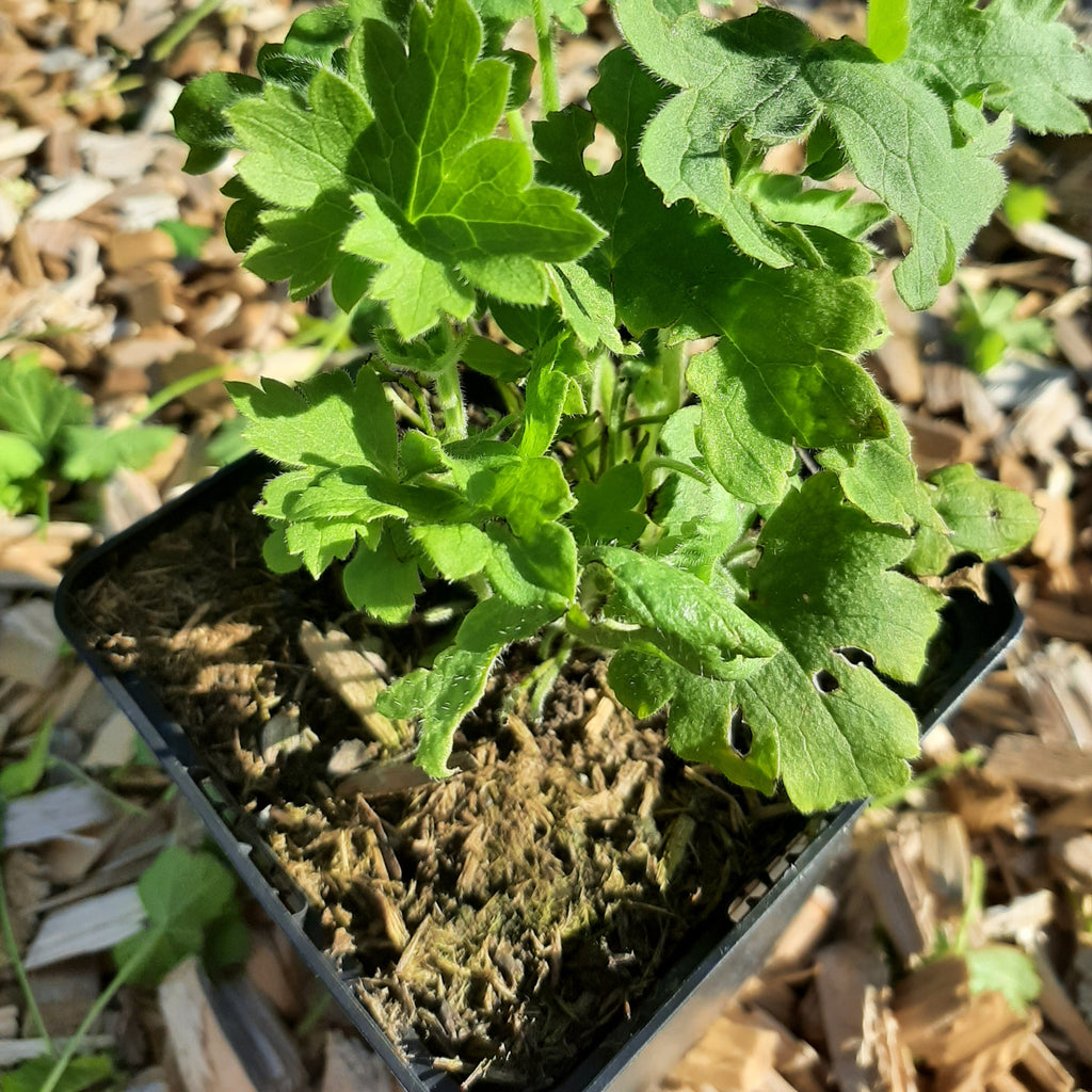 Delphinium × cultorum Pacific ‘Astolat’ im  Topf 