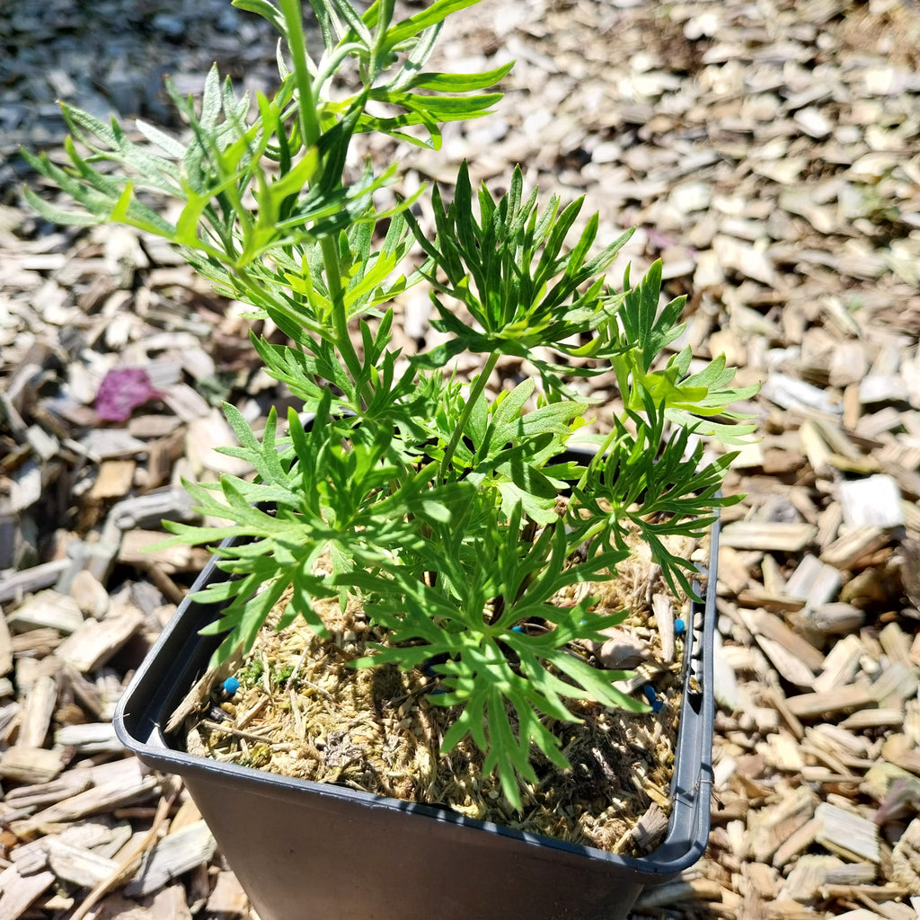 Delphinium grandiflorum ‘Blauer Zwerg’ im Topf