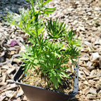 Delphinium grandiflorum ‘Blauer Zwerg’ im Topf