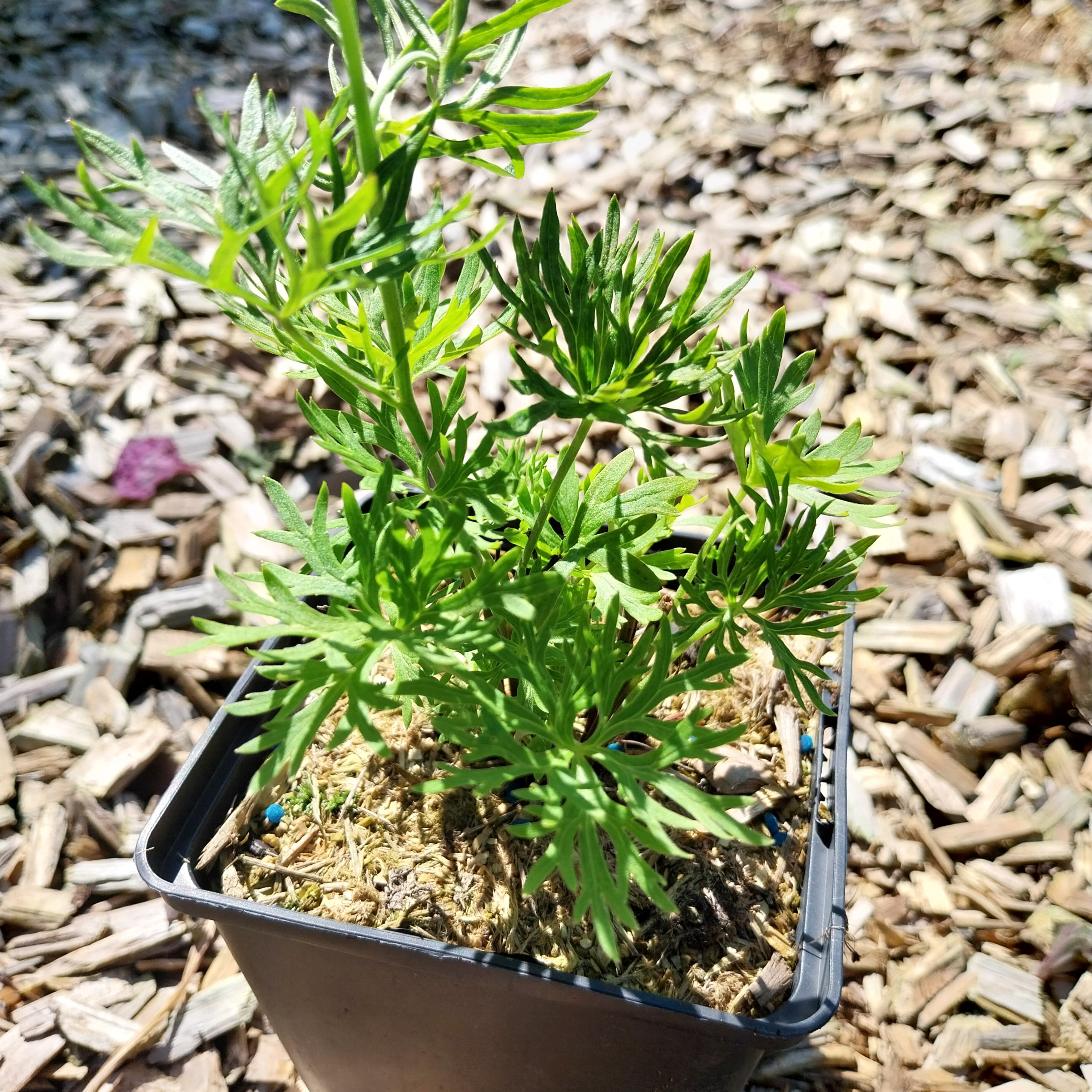 Delphinium grandiflorum ‘Blauer Zwerg’ im Topf