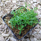 Dianthus deltoides 'Arctic Fire' Heide-Nelke