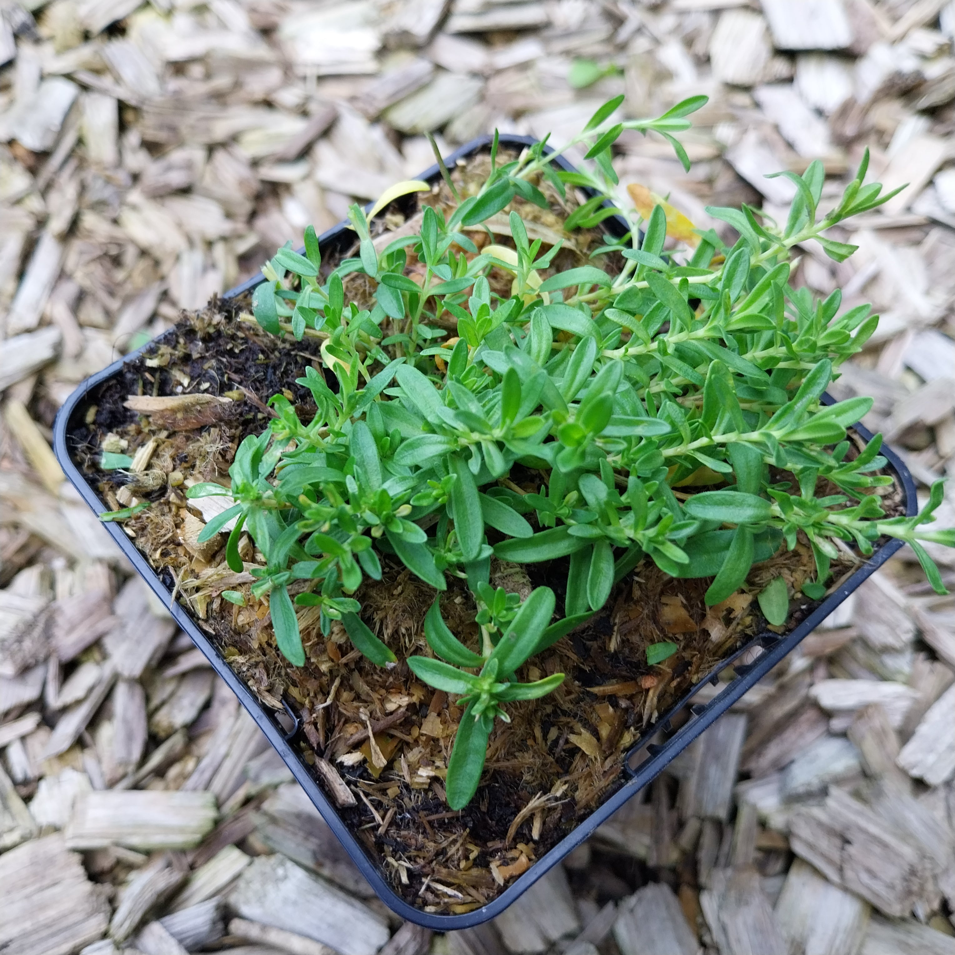 Dianthus deltoides 'Arctic Fire' Heide-Nelke