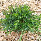 Dianthus deltoides 'Brillant' Heide-Nelke
