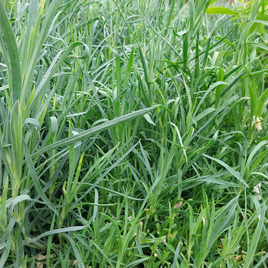 Dianthus plumarius 'Roseus' Feder-Nelke