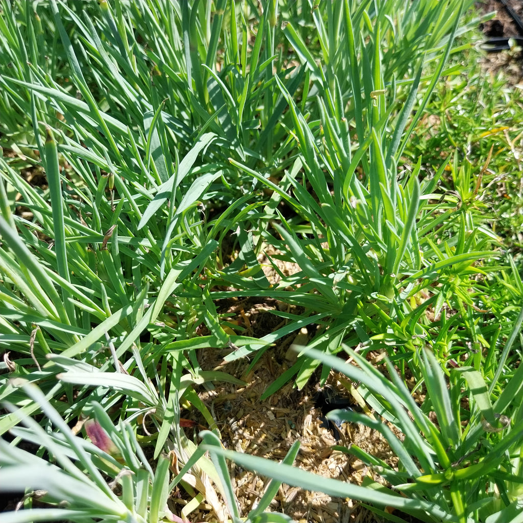 Dianthus plumarius 'Sweetness' Federnelke