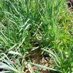 Dianthus plumarius 'Sweetness' Federnelke