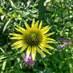 Echinacea purpurea 'Mellow Yellows' Scheinsonnenhut