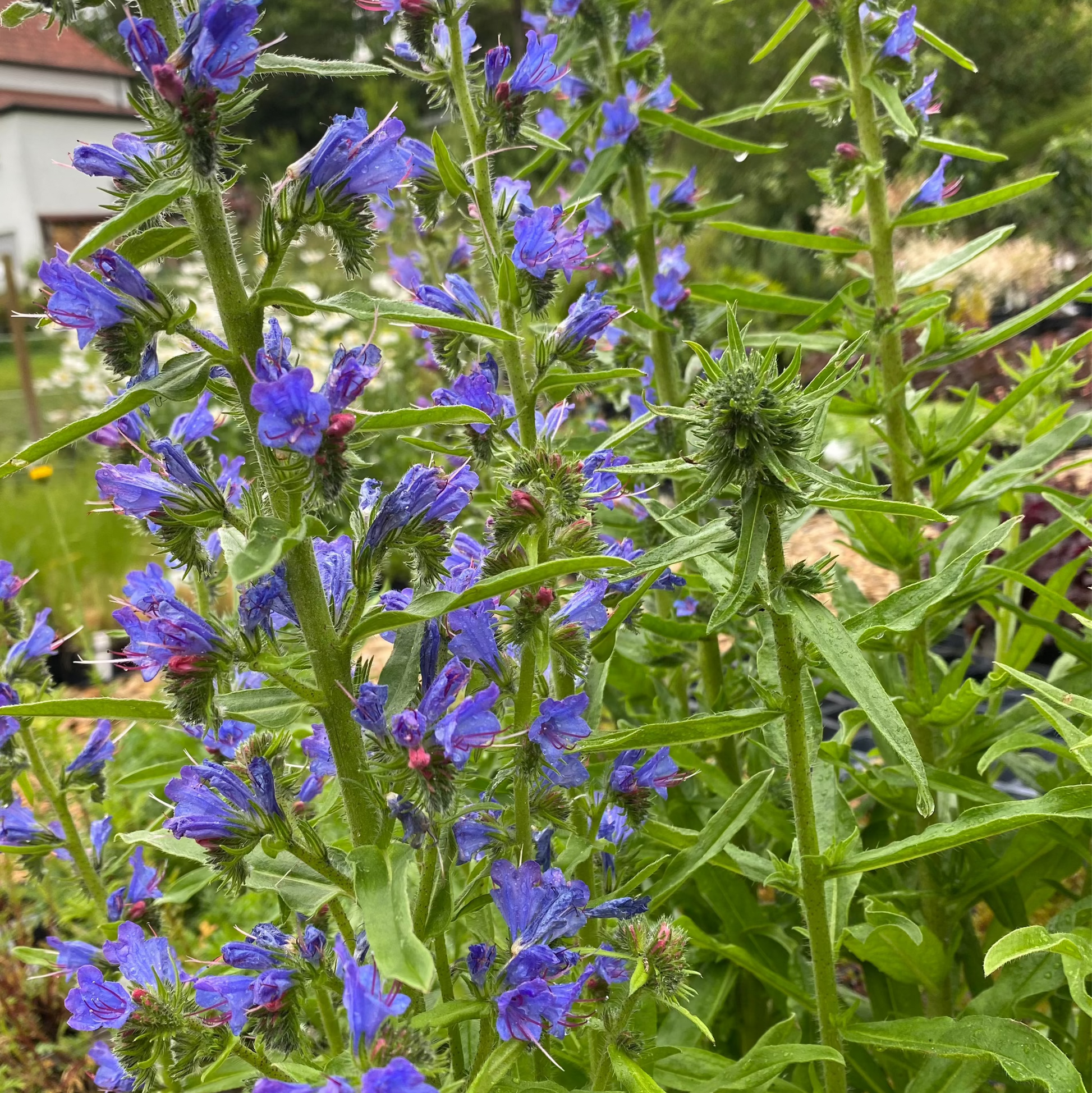 Echium vulgare Gewöhnlicher Natternkopf