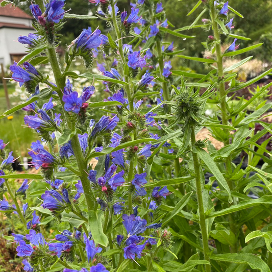 Echium vulgare Gewöhnlicher Natternkopf