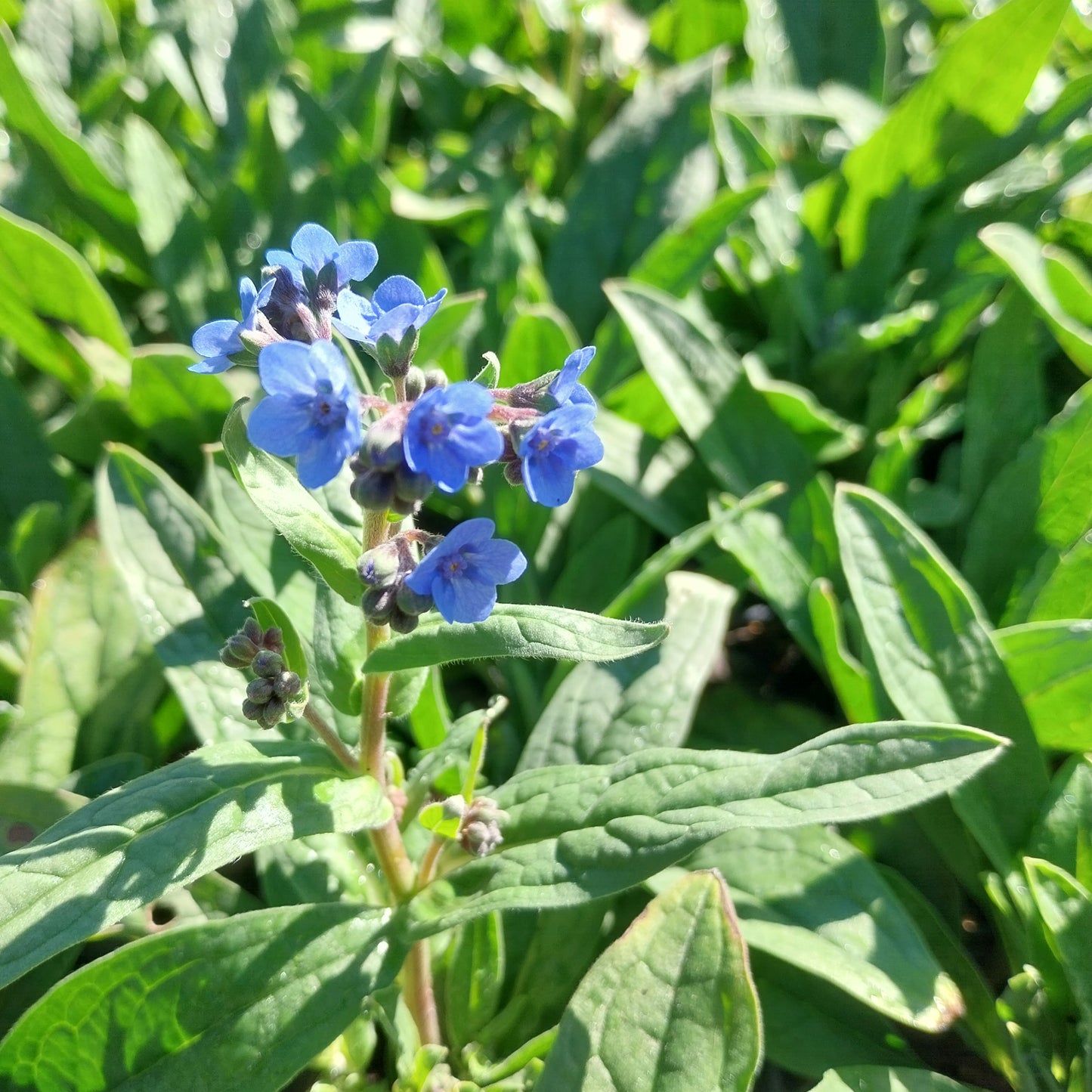 Eritrichium canum Hybr. 'Baby Blues' Himmelsherold Blüte