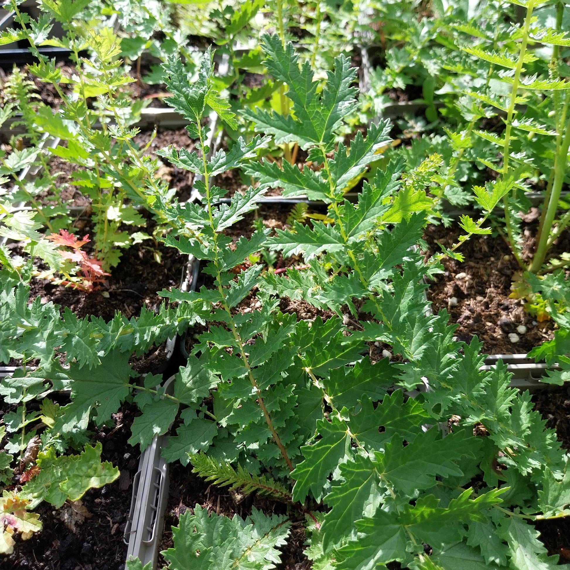 Filipendula ulmaria Sumpf-Mädesüß