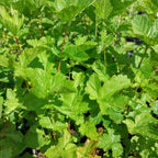 Filipendula vulgaris Knollen-Mädesüß