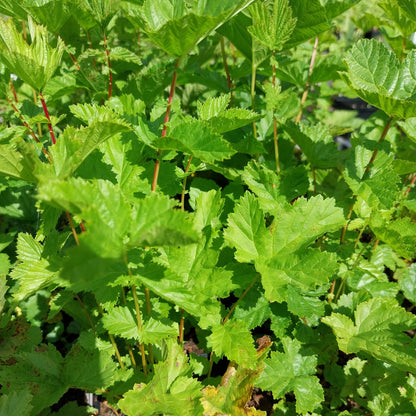 Filipendula vulgaris Knollen-Mädesüß