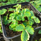 Fragaria vesca var. semperflorens ‘Alexandria’ im Topf