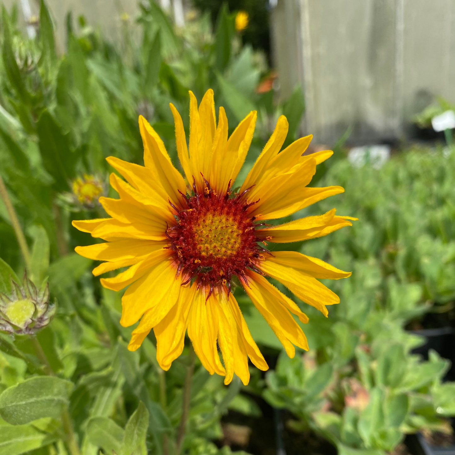 Gaillardia aristata 'Amber Wheels' Kokardenblume