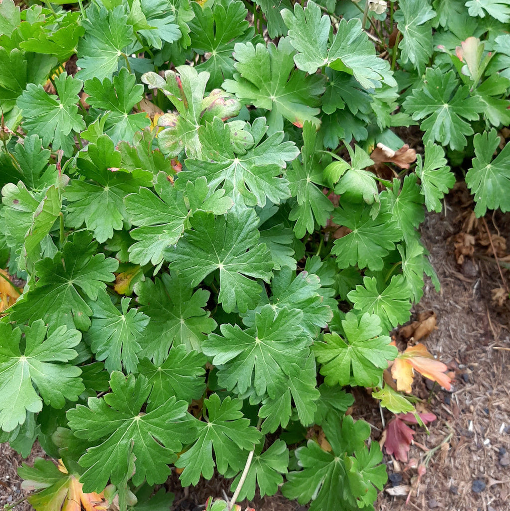 Geranium cantabrigiense 'Berggarten'  Cambridge-Storchschnabel