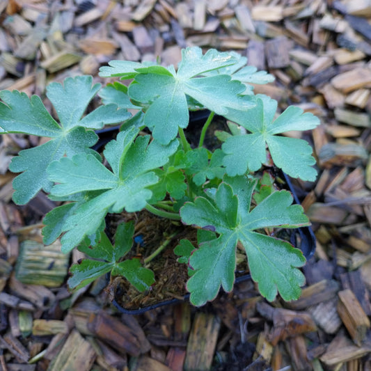 Geranium macrorrhizum Felsen-Storchschnabel (Wildform)