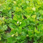 Geum coccineum ‘Borisii’ – Garten-Nelkenwurz