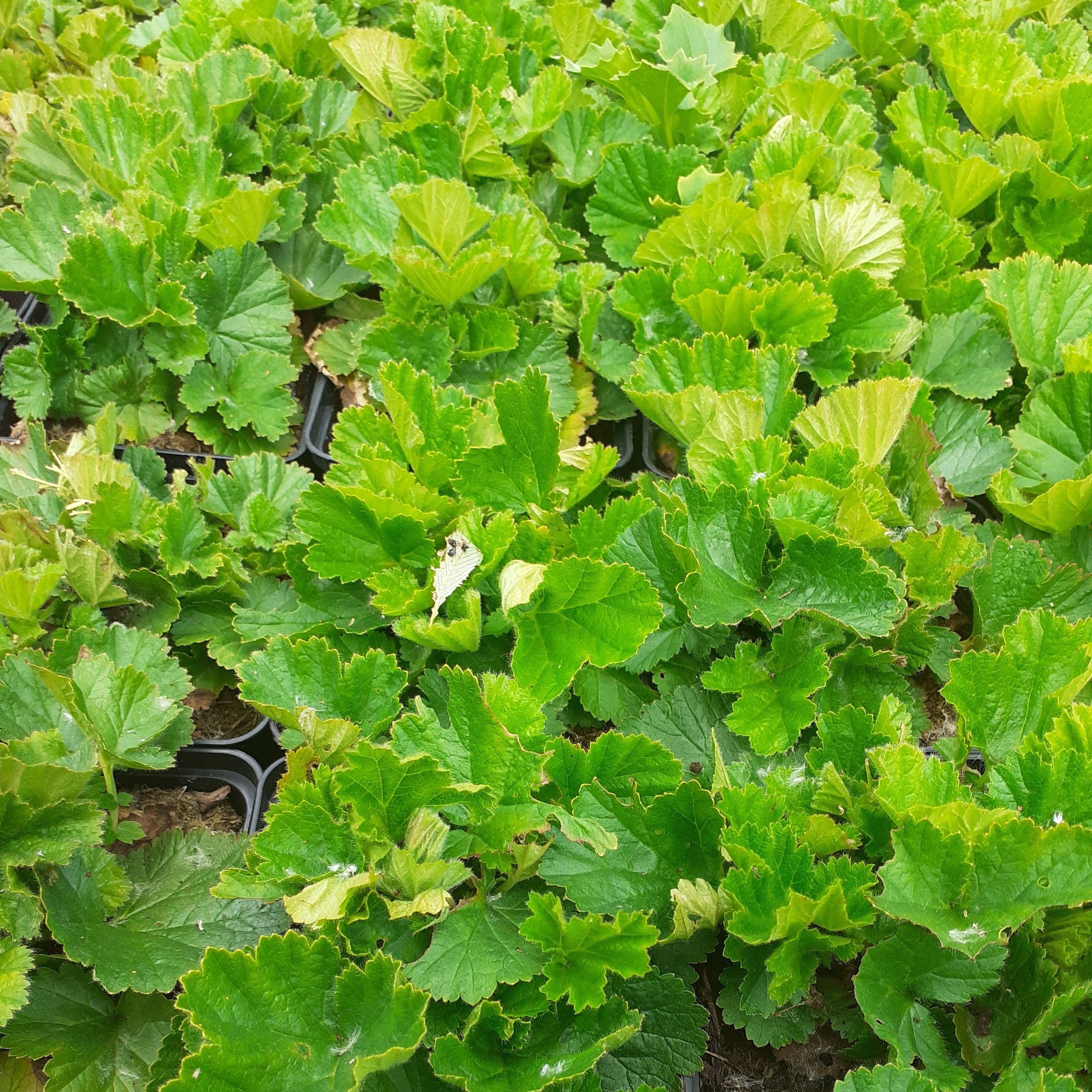 Geum coccineum ‘Borisii’ – Garten-Nelkenwurz
