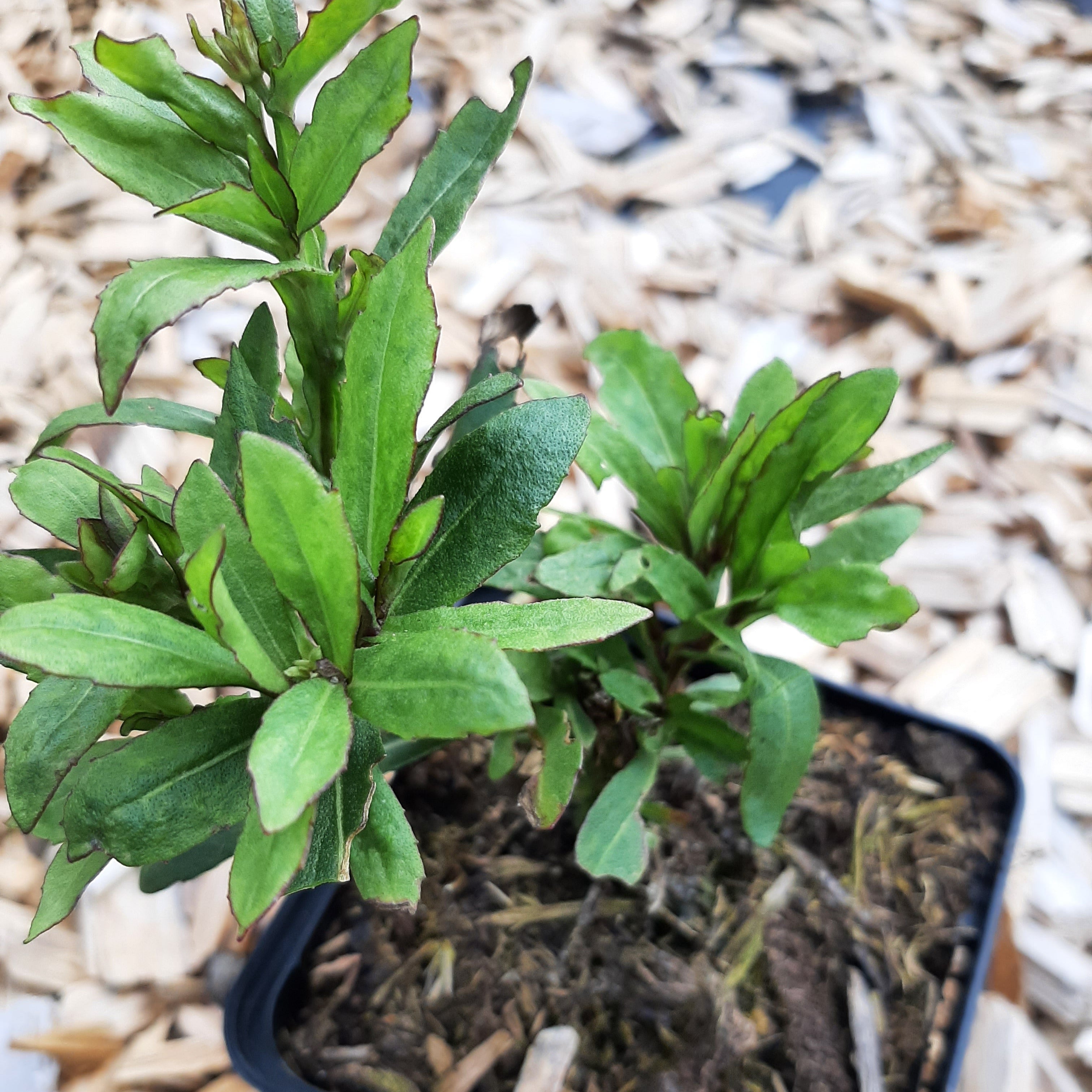 Helenium × cultorum 'Biedermeier' Sonnenbraut