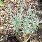 Helichrysum italicum Currykraut
