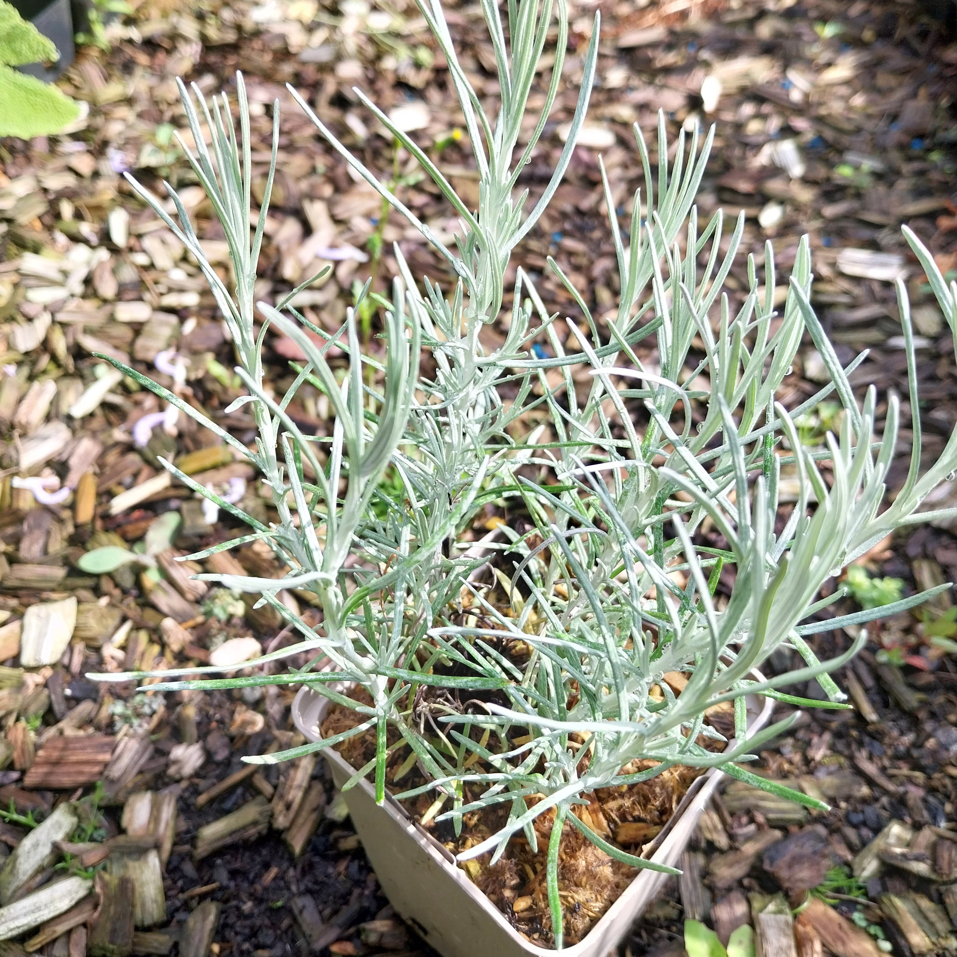 Helichrysum italicum Currykraut