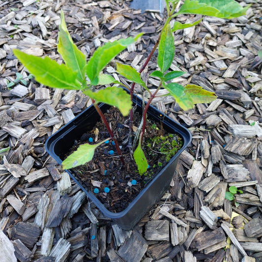 Heliopsis scabra 'Spitzentänzerin' Sonnenauge