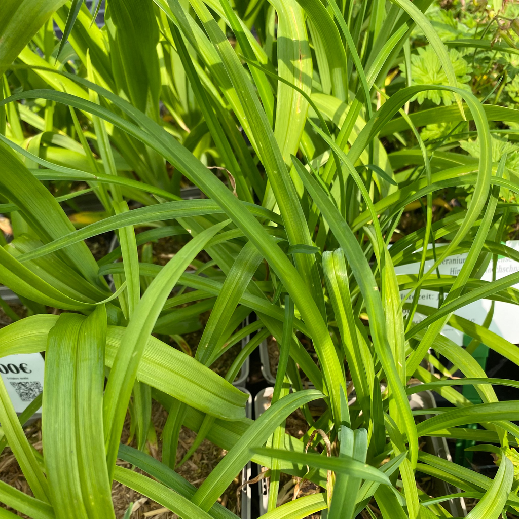 Hemerocallis × cultorum 'Chicago Sunrise' Taglilie