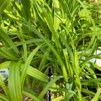 Hemerocallis × cultorum 'Chicago Sunrise' Taglilie