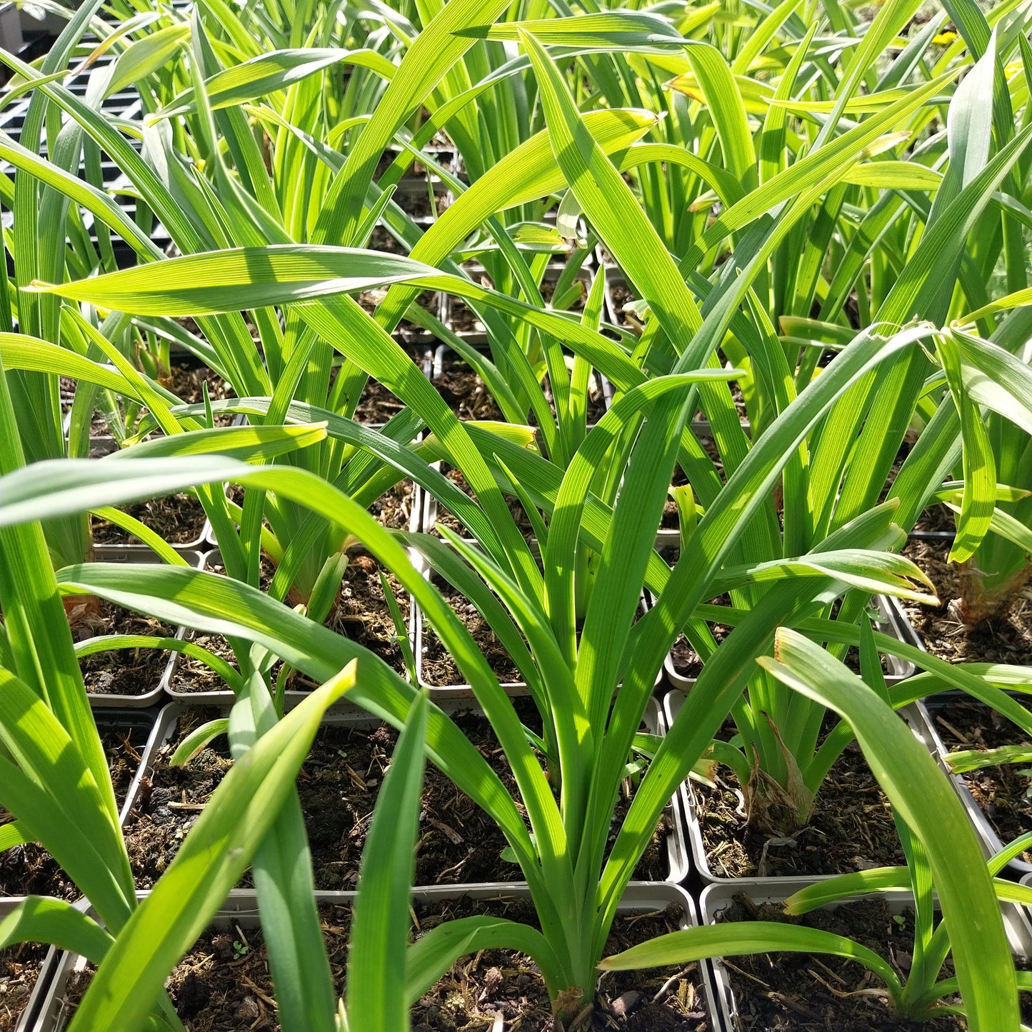 Hemerocallis × cultorum  Garten-Taglilie