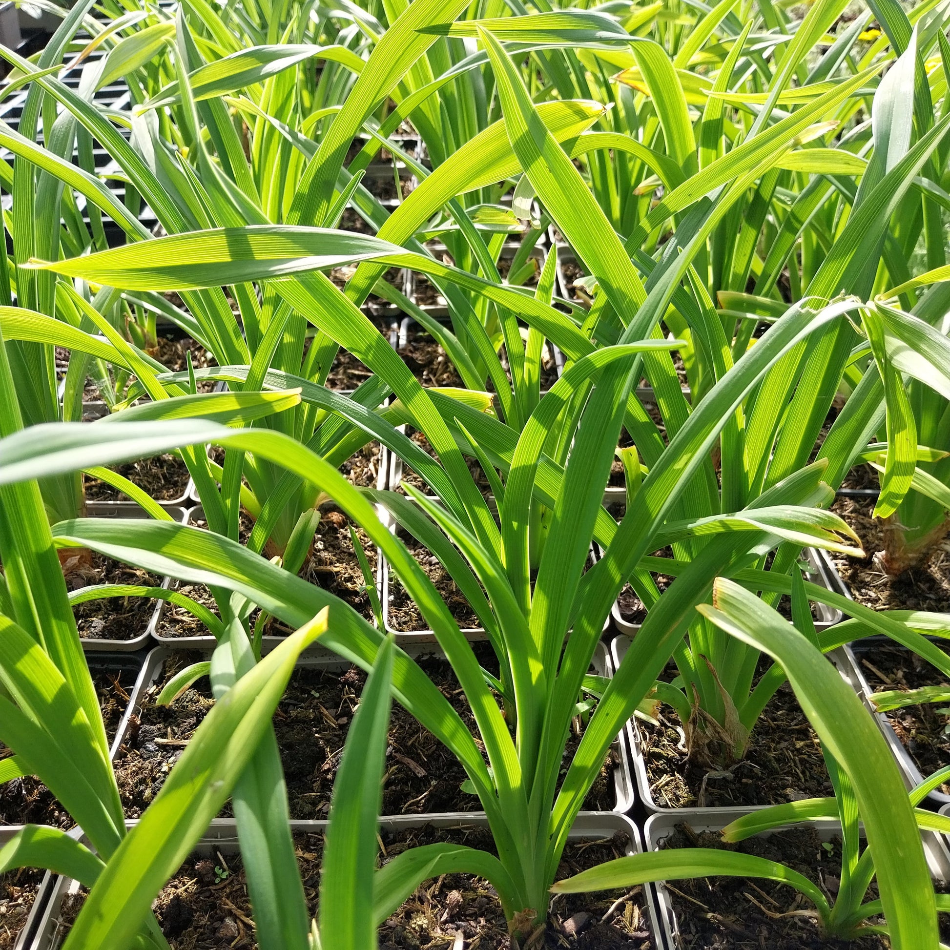 Hemerocallis × cultorum  Garten-Taglilie