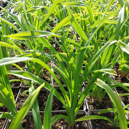 Hemerocallis × cultorum  Garten-Taglilie